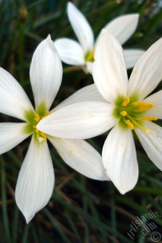 A mobile wallpaper and MMS picture for Apple iPhone 7s, 6s, 5s, 4s, Plus, iPods, iPads, New iPads, Samsung Galaxy S Series and Notes, Sony Ericsson Xperia, LG Mobile Phones, Tablets and Devices: White color flower similar to lily.
