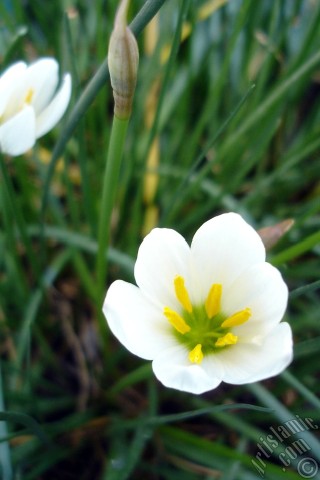 A mobile wallpaper and MMS picture for Apple iPhone 7s, 6s, 5s, 4s, Plus, iPods, iPads, New iPads, Samsung Galaxy S Series and Notes, Sony Ericsson Xperia, LG Mobile Phones, Tablets and Devices: White color flower similar to lily.
