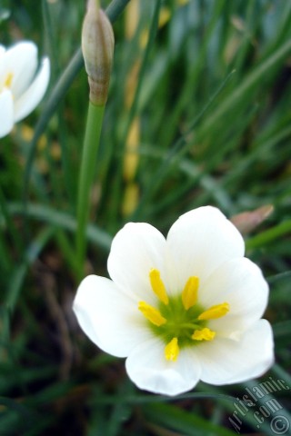 A mobile wallpaper and MMS picture for Apple iPhone 7s, 6s, 5s, 4s, Plus, iPods, iPads, New iPads, Samsung Galaxy S Series and Notes, Sony Ericsson Xperia, LG Mobile Phones, Tablets and Devices: White color flower similar to lily.
