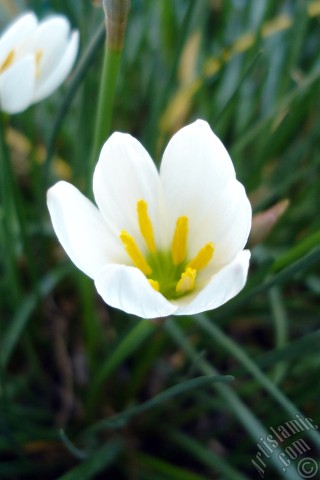 A mobile wallpaper and MMS picture for Apple iPhone 7s, 6s, 5s, 4s, Plus, iPods, iPads, New iPads, Samsung Galaxy S Series and Notes, Sony Ericsson Xperia, LG Mobile Phones, Tablets and Devices: White color flower similar to lily.
