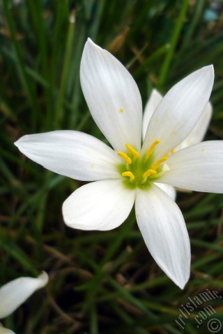 A mobile wallpaper and MMS picture for Apple iPhone 7s, 6s, 5s, 4s, Plus, iPods, iPads, New iPads, Samsung Galaxy S Series and Notes, Sony Ericsson Xperia, LG Mobile Phones, Tablets and Devices: White color flower similar to lily.
