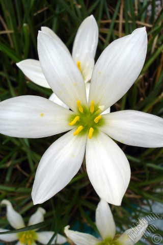 A mobile wallpaper and MMS picture for Apple iPhone 7s, 6s, 5s, 4s, Plus, iPods, iPads, New iPads, Samsung Galaxy S Series and Notes, Sony Ericsson Xperia, LG Mobile Phones, Tablets and Devices: White color flower similar to lily.
