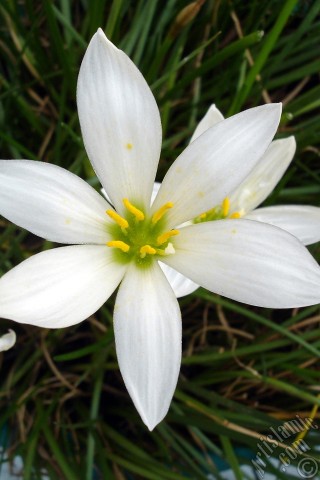 A mobile wallpaper and MMS picture for Apple iPhone 7s, 6s, 5s, 4s, Plus, iPods, iPads, New iPads, Samsung Galaxy S Series and Notes, Sony Ericsson Xperia, LG Mobile Phones, Tablets and Devices: White color flower similar to lily.
