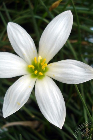 A mobile wallpaper and MMS picture for Apple iPhone 7s, 6s, 5s, 4s, Plus, iPods, iPads, New iPads, Samsung Galaxy S Series and Notes, Sony Ericsson Xperia, LG Mobile Phones, Tablets and Devices: White color flower similar to lily.
