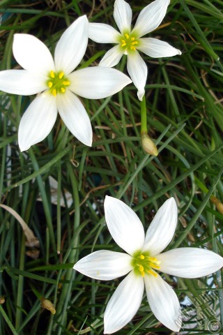 A mobile wallpaper and MMS picture for Apple iPhone 7s, 6s, 5s, 4s, Plus, iPods, iPads, New iPads, Samsung Galaxy S Series and Notes, Sony Ericsson Xperia, LG Mobile Phones, Tablets and Devices: White color flower similar to lily.
