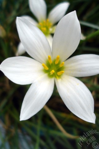 A mobile wallpaper and MMS picture for Apple iPhone 7s, 6s, 5s, 4s, Plus, iPods, iPads, New iPads, Samsung Galaxy S Series and Notes, Sony Ericsson Xperia, LG Mobile Phones, Tablets and Devices: White color flower similar to lily.
