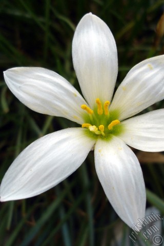 A mobile wallpaper and MMS picture for Apple iPhone 7s, 6s, 5s, 4s, Plus, iPods, iPads, New iPads, Samsung Galaxy S Series and Notes, Sony Ericsson Xperia, LG Mobile Phones, Tablets and Devices: White color flower similar to lily.
