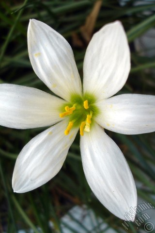 A mobile wallpaper and MMS picture for Apple iPhone 7s, 6s, 5s, 4s, Plus, iPods, iPads, New iPads, Samsung Galaxy S Series and Notes, Sony Ericsson Xperia, LG Mobile Phones, Tablets and Devices: White color flower similar to lily.
