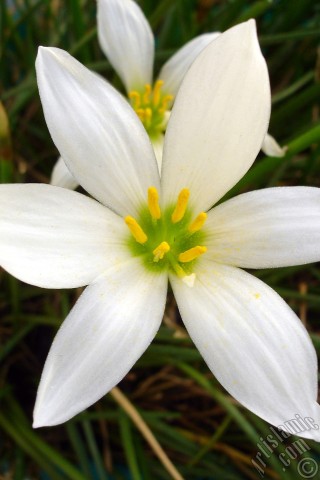 A mobile wallpaper and MMS picture for Apple iPhone 7s, 6s, 5s, 4s, Plus, iPods, iPads, New iPads, Samsung Galaxy S Series and Notes, Sony Ericsson Xperia, LG Mobile Phones, Tablets and Devices: White color flower similar to lily.
