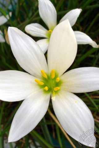 A mobile wallpaper and MMS picture for Apple iPhone 7s, 6s, 5s, 4s, Plus, iPods, iPads, New iPads, Samsung Galaxy S Series and Notes, Sony Ericsson Xperia, LG Mobile Phones, Tablets and Devices: White color flower similar to lily.
