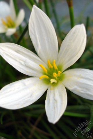 A mobile wallpaper and MMS picture for Apple iPhone 7s, 6s, 5s, 4s, Plus, iPods, iPads, New iPads, Samsung Galaxy S Series and Notes, Sony Ericsson Xperia, LG Mobile Phones, Tablets and Devices: White color flower similar to lily.
