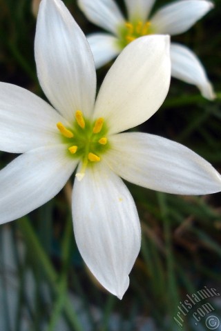 A mobile wallpaper and MMS picture for Apple iPhone 7s, 6s, 5s, 4s, Plus, iPods, iPads, New iPads, Samsung Galaxy S Series and Notes, Sony Ericsson Xperia, LG Mobile Phones, Tablets and Devices: White color flower similar to lily.
