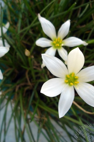 A mobile wallpaper and MMS picture for Apple iPhone 7s, 6s, 5s, 4s, Plus, iPods, iPads, New iPads, Samsung Galaxy S Series and Notes, Sony Ericsson Xperia, LG Mobile Phones, Tablets and Devices: White color flower similar to lily.
