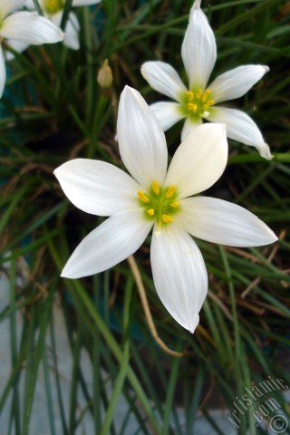 A mobile wallpaper and MMS picture for Apple iPhone 7s, 6s, 5s, 4s, Plus, iPods, iPads, New iPads, Samsung Galaxy S Series and Notes, Sony Ericsson Xperia, LG Mobile Phones, Tablets and Devices: White color flower similar to lily.
