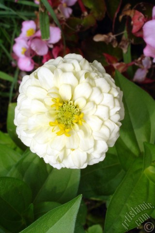 A mobile wallpaper and MMS picture for Apple iPhone 7s, 6s, 5s, 4s, Plus, iPods, iPads, New iPads, Samsung Galaxy S Series and Notes, Sony Ericsson Xperia, LG Mobile Phones, Tablets and Devices: Dahlia flower.
