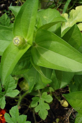 A mobile wallpaper and MMS picture for Apple iPhone 7s, 6s, 5s, 4s, Plus, iPods, iPads, New iPads, Samsung Galaxy S Series and Notes, Sony Ericsson Xperia, LG Mobile Phones, Tablets and Devices: Dahlia flower.
