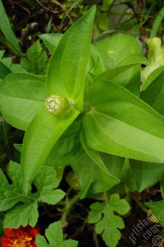 A mobile wallpaper and MMS picture for Apple iPhone 7s, 6s, 5s, 4s, Plus, iPods, iPads, New iPads, Samsung Galaxy S Series and Notes, Sony Ericsson Xperia, LG Mobile Phones, Tablets and Devices: Dahlia flower.
