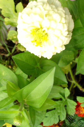 A mobile wallpaper and MMS picture for Apple iPhone 7s, 6s, 5s, 4s, Plus, iPods, iPads, New iPads, Samsung Galaxy S Series and Notes, Sony Ericsson Xperia, LG Mobile Phones, Tablets and Devices: Dahlia flower.
