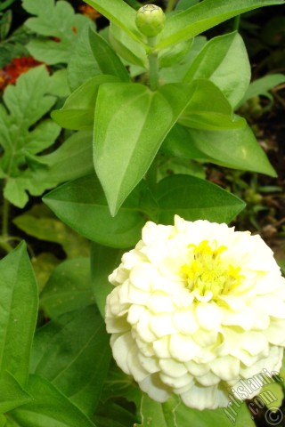 A mobile wallpaper and MMS picture for Apple iPhone 7s, 6s, 5s, 4s, Plus, iPods, iPads, New iPads, Samsung Galaxy S Series and Notes, Sony Ericsson Xperia, LG Mobile Phones, Tablets and Devices: Dahlia flower.
