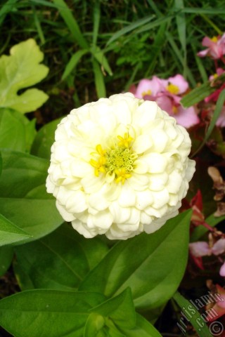 A mobile wallpaper and MMS picture for Apple iPhone 7s, 6s, 5s, 4s, Plus, iPods, iPads, New iPads, Samsung Galaxy S Series and Notes, Sony Ericsson Xperia, LG Mobile Phones, Tablets and Devices: Dahlia flower.
