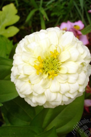 A mobile wallpaper and MMS picture for Apple iPhone 7s, 6s, 5s, 4s, Plus, iPods, iPads, New iPads, Samsung Galaxy S Series and Notes, Sony Ericsson Xperia, LG Mobile Phones, Tablets and Devices: Dahlia flower.
