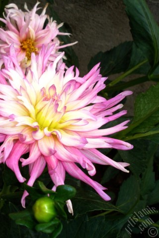 A mobile wallpaper and MMS picture for Apple iPhone 7s, 6s, 5s, 4s, Plus, iPods, iPads, New iPads, Samsung Galaxy S Series and Notes, Sony Ericsson Xperia, LG Mobile Phones, Tablets and Devices: Dahlia flower.
