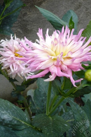 A mobile wallpaper and MMS picture for Apple iPhone 7s, 6s, 5s, 4s, Plus, iPods, iPads, New iPads, Samsung Galaxy S Series and Notes, Sony Ericsson Xperia, LG Mobile Phones, Tablets and Devices: Dahlia flower.
