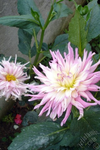 A mobile wallpaper and MMS picture for Apple iPhone 7s, 6s, 5s, 4s, Plus, iPods, iPads, New iPads, Samsung Galaxy S Series and Notes, Sony Ericsson Xperia, LG Mobile Phones, Tablets and Devices: Dahlia flower.
