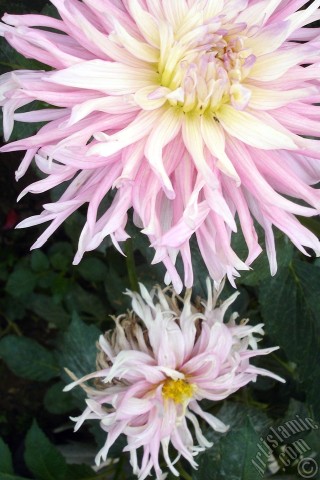 A mobile wallpaper and MMS picture for Apple iPhone 7s, 6s, 5s, 4s, Plus, iPods, iPads, New iPads, Samsung Galaxy S Series and Notes, Sony Ericsson Xperia, LG Mobile Phones, Tablets and Devices: Dahlia flower.
