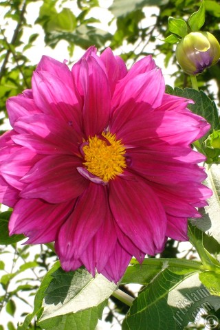 A mobile wallpaper and MMS picture for Apple iPhone 7s, 6s, 5s, 4s, Plus, iPods, iPads, New iPads, Samsung Galaxy S Series and Notes, Sony Ericsson Xperia, LG Mobile Phones, Tablets and Devices: Dahlia flower.
