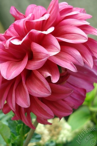 A mobile wallpaper and MMS picture for Apple iPhone 7s, 6s, 5s, 4s, Plus, iPods, iPads, New iPads, Samsung Galaxy S Series and Notes, Sony Ericsson Xperia, LG Mobile Phones, Tablets and Devices: Dahlia flower.
