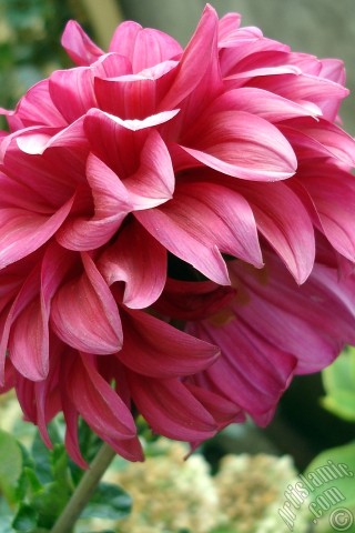 A mobile wallpaper and MMS picture for Apple iPhone 7s, 6s, 5s, 4s, Plus, iPods, iPads, New iPads, Samsung Galaxy S Series and Notes, Sony Ericsson Xperia, LG Mobile Phones, Tablets and Devices: Dahlia flower.
