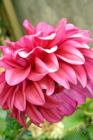 A mobile wallpaper and MMS picture for Apple iPhone 7s, 6s, 5s, 4s, Plus, iPods, iPads, New iPads, Samsung Galaxy S Series and Notes, Sony Ericsson Xperia, LG Mobile Phones, Tablets and Devices: Dahlia flower.
