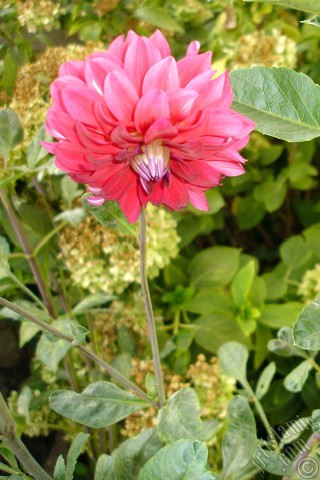 A mobile wallpaper and MMS picture for Apple iPhone 7s, 6s, 5s, 4s, Plus, iPods, iPads, New iPads, Samsung Galaxy S Series and Notes, Sony Ericsson Xperia, LG Mobile Phones, Tablets and Devices: Dahlia flower.
