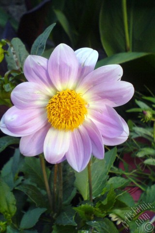 A mobile wallpaper and MMS picture for Apple iPhone 7s, 6s, 5s, 4s, Plus, iPods, iPads, New iPads, Samsung Galaxy S Series and Notes, Sony Ericsson Xperia, LG Mobile Phones, Tablets and Devices: Dahlia flower.
