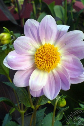 A mobile wallpaper and MMS picture for Apple iPhone 7s, 6s, 5s, 4s, Plus, iPods, iPads, New iPads, Samsung Galaxy S Series and Notes, Sony Ericsson Xperia, LG Mobile Phones, Tablets and Devices: Dahlia flower.
