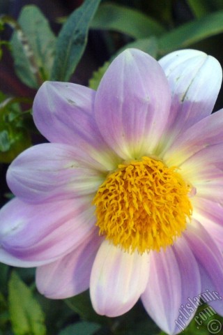 A mobile wallpaper and MMS picture for Apple iPhone 7s, 6s, 5s, 4s, Plus, iPods, iPads, New iPads, Samsung Galaxy S Series and Notes, Sony Ericsson Xperia, LG Mobile Phones, Tablets and Devices: Dahlia flower.
