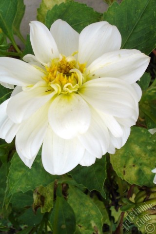 A mobile wallpaper and MMS picture for Apple iPhone 7s, 6s, 5s, 4s, Plus, iPods, iPads, New iPads, Samsung Galaxy S Series and Notes, Sony Ericsson Xperia, LG Mobile Phones, Tablets and Devices: Dahlia flower.
