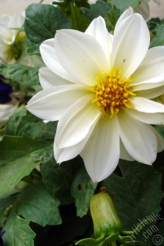 A mobile wallpaper and MMS picture for Apple iPhone 7s, 6s, 5s, 4s, Plus, iPods, iPads, New iPads, Samsung Galaxy S Series and Notes, Sony Ericsson Xperia, LG Mobile Phones, Tablets and Devices: Dahlia flower.
