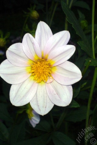 A mobile wallpaper and MMS picture for Apple iPhone 7s, 6s, 5s, 4s, Plus, iPods, iPads, New iPads, Samsung Galaxy S Series and Notes, Sony Ericsson Xperia, LG Mobile Phones, Tablets and Devices: Dahlia flower.
