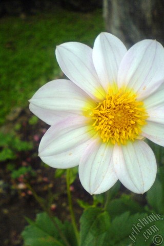 A mobile wallpaper and MMS picture for Apple iPhone 7s, 6s, 5s, 4s, Plus, iPods, iPads, New iPads, Samsung Galaxy S Series and Notes, Sony Ericsson Xperia, LG Mobile Phones, Tablets and Devices: Dahlia flower.
