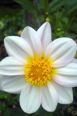 A mobile wallpaper and MMS picture for Apple iPhone 7s, 6s, 5s, 4s, Plus, iPods, iPads, New iPads, Samsung Galaxy S Series and Notes, Sony Ericsson Xperia, LG Mobile Phones, Tablets and Devices: Dahlia flower.
