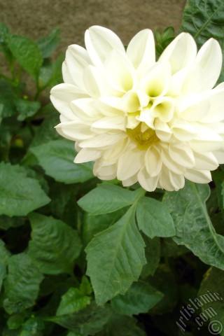 A mobile wallpaper and MMS picture for Apple iPhone 7s, 6s, 5s, 4s, Plus, iPods, iPads, New iPads, Samsung Galaxy S Series and Notes, Sony Ericsson Xperia, LG Mobile Phones, Tablets and Devices: Dahlia flower.
