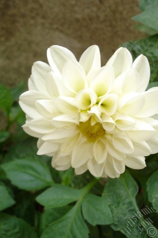 A mobile wallpaper and MMS picture for Apple iPhone 7s, 6s, 5s, 4s, Plus, iPods, iPads, New iPads, Samsung Galaxy S Series and Notes, Sony Ericsson Xperia, LG Mobile Phones, Tablets and Devices: Dahlia flower.
