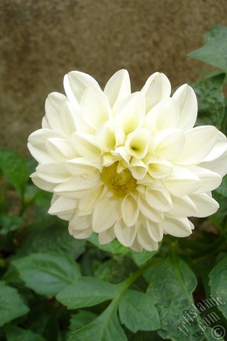 A mobile wallpaper and MMS picture for Apple iPhone 7s, 6s, 5s, 4s, Plus, iPods, iPads, New iPads, Samsung Galaxy S Series and Notes, Sony Ericsson Xperia, LG Mobile Phones, Tablets and Devices: Dahlia flower.
