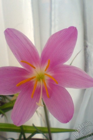 A mobile wallpaper and MMS picture for Apple iPhone 7s, 6s, 5s, 4s, Plus, iPods, iPads, New iPads, Samsung Galaxy S Series and Notes, Sony Ericsson Xperia, LG Mobile Phones, Tablets and Devices: Pink color flower similar to lily.
