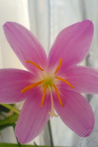 A mobile wallpaper and MMS picture for Apple iPhone 7s, 6s, 5s, 4s, Plus, iPods, iPads, New iPads, Samsung Galaxy S Series and Notes, Sony Ericsson Xperia, LG Mobile Phones, Tablets and Devices: Pink color flower similar to lily.
