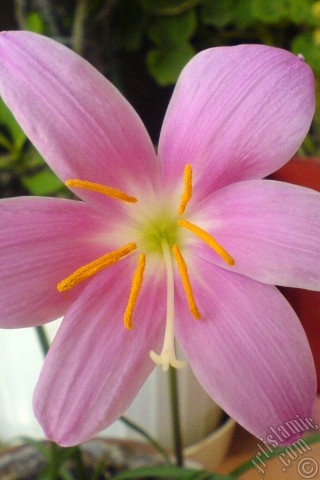 A mobile wallpaper and MMS picture for Apple iPhone 7s, 6s, 5s, 4s, Plus, iPods, iPads, New iPads, Samsung Galaxy S Series and Notes, Sony Ericsson Xperia, LG Mobile Phones, Tablets and Devices: Pink color flower similar to lily.
