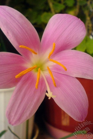 A mobile wallpaper and MMS picture for Apple iPhone 7s, 6s, 5s, 4s, Plus, iPods, iPads, New iPads, Samsung Galaxy S Series and Notes, Sony Ericsson Xperia, LG Mobile Phones, Tablets and Devices: Pink color flower similar to lily.
