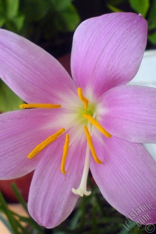 A mobile wallpaper and MMS picture for Apple iPhone 7s, 6s, 5s, 4s, Plus, iPods, iPads, New iPads, Samsung Galaxy S Series and Notes, Sony Ericsson Xperia, LG Mobile Phones, Tablets and Devices: Pink color flower similar to lily.
